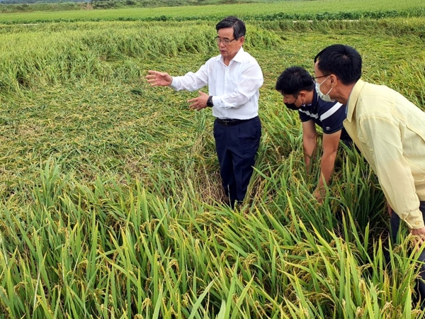 노박래 서천군수, 태풍 바비 피해 영농·건설 현장 점검 모습