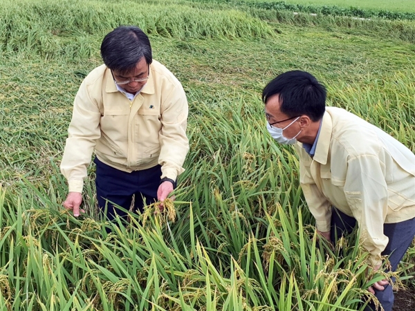 벼 도복 등 피해 발생 현장을 찾은 노박래 군수