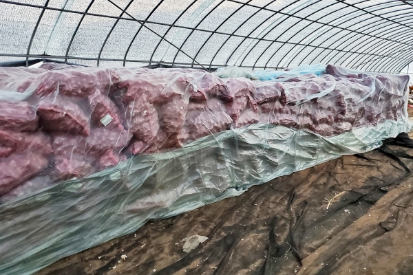 마늘 송풍 건조기로 건조된 마늘