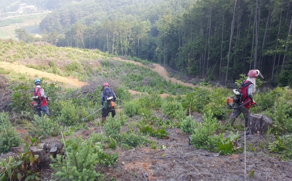 청양군, 조림지 풀베기 사업 추진