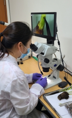 화아검경(현미경을 이용한 생장점 관찰 중)
