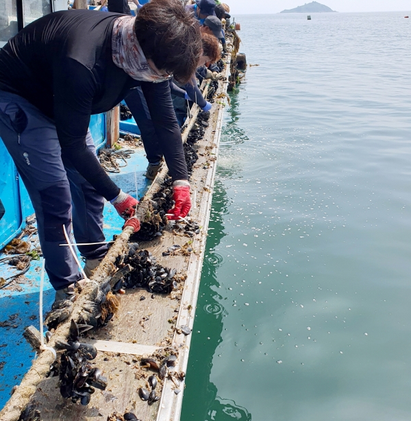 내파수도 인근 해역에서 해삼유생 안착 시설물을 설치하고 있는 모습.