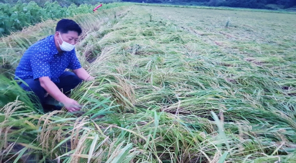 연이은 태풍에 따른 농작물 관리 (도복된 벼는 바로 세워 주기 실시 모습)