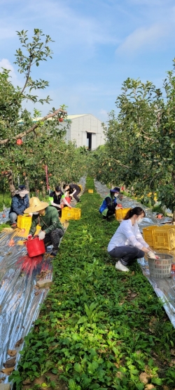 생활 속 거리두기를 실천하며 태풍으로 낙과 사과 줍기에 구슬땀