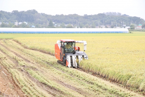 천안시 첫벼베기 모습 (성남면)