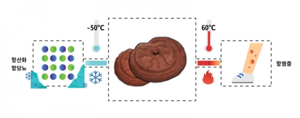 추출 조건에 따른 항당뇨, 항산화, 항염증 효과 극대화