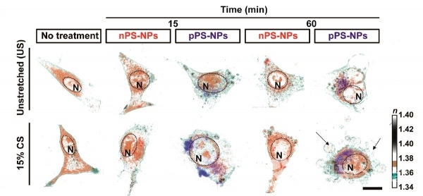 3차원 홀로토모그래피 현미경을 통해 관찰한 폐포 상피세포 변화