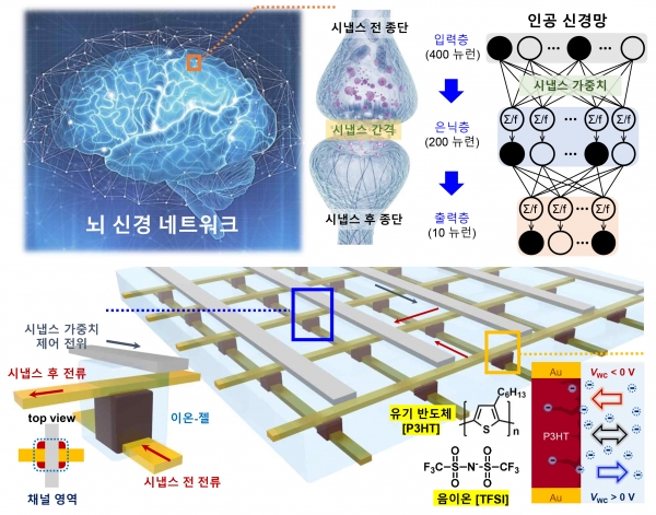 생물학적 시냅스를 모사한 수직 이온-젤 트랜지스터 소자 어레이.