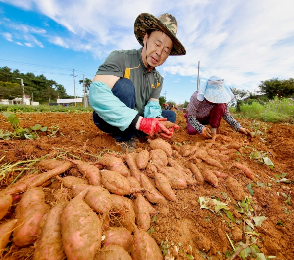 안면도 호박고구마 수확 모습