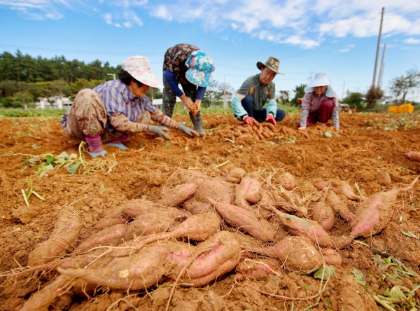 안면도 호박고구마 수확 모습