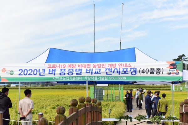 서천군, 벼 품종 비교 전시포 9월 말까지 개방