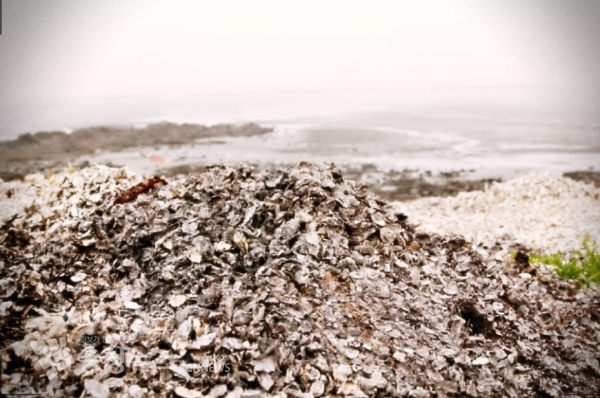 해안가에 방치된 굴껍데기