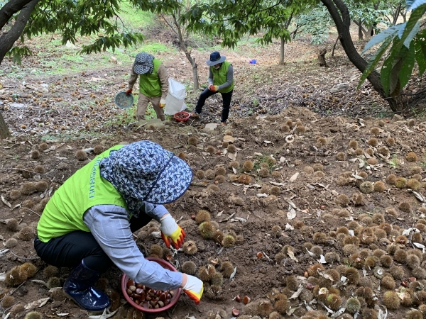 충남농협 임직원과 육군 32사단 장병 및 농가주부모임 회원들이 알밤 수확 농촌 봉사활동을 펼치고 고향주부모임 회원들이 봉사자들의 중식을 지원하며 풍년농사를 기원했다.