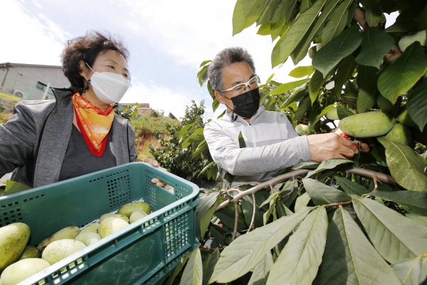 태안읍 도내리의 한 농가에서 ‘포포나무’ 열매를 수확하고 있는 모습.