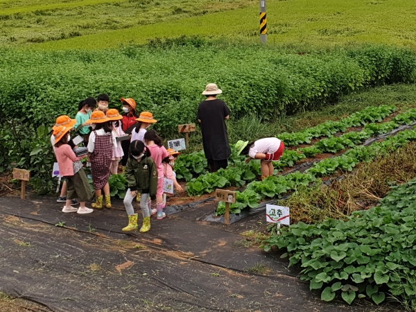 천안시 신방초등학교 학교 텃밭 모습.