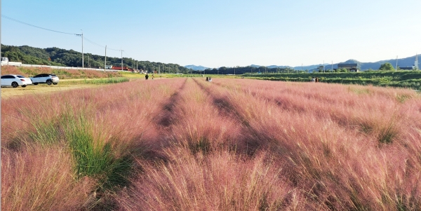유구천 핑크뮬리 모습