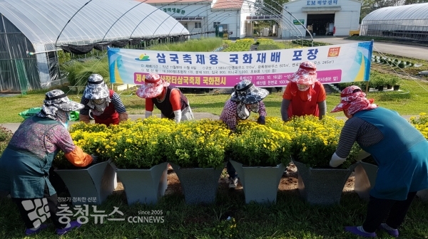농업기술센터 국화재배포장에서 가로화분 국화정식을 하는 모습