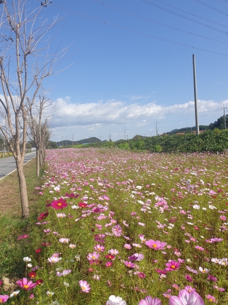 청양 화성면 코스모스길 모습