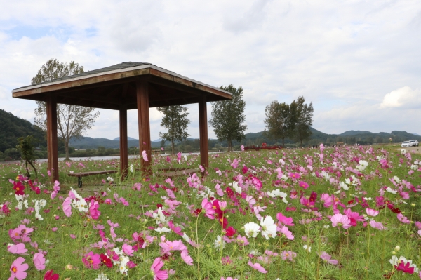 백마강 코스모스 전경