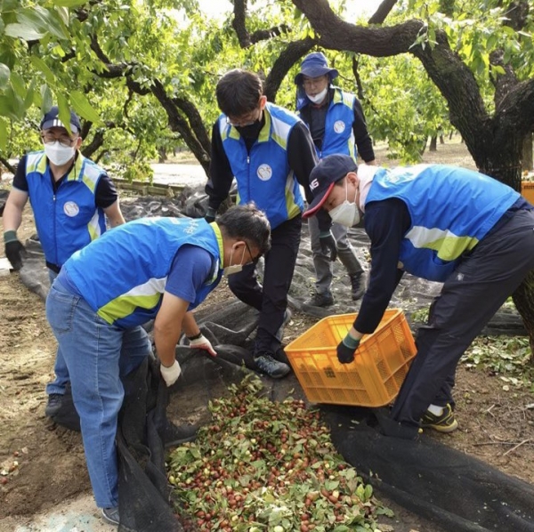 화폐본부 등 ‘경산지역 사회공헌활동 공동 추진 협의회’는 7일 경산시 자인면 북사리 지역농가의 대추 수확을 돕는 등 지역 농가 살리기에 나섰다.