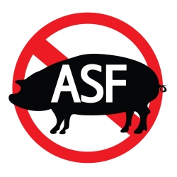 아프리카돼지열병 관련 이미지