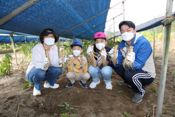 제39회 온라인 금산인삼축제 인삼캐기 체험 모습