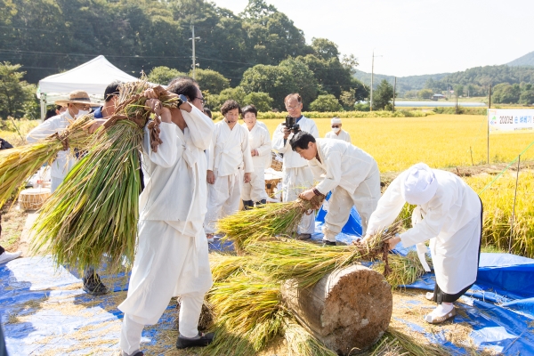 청양지역 전통 벼 베기 .탈곡 체험 재현 모습