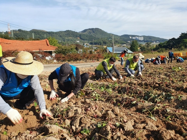 조두식 NH농협은행 충남영업본부장과 권혁문 충청남도개발공사사장 은 양기관 직원봉사단과 함께 서산시 온석동 농가를 찾아 농촌일손돕기 봉사활동을 펼쳤다.