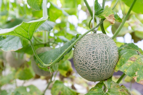 충남 청양에서 기능성 멜론 ‘가바론’ 탄생-가바론 착과 모습