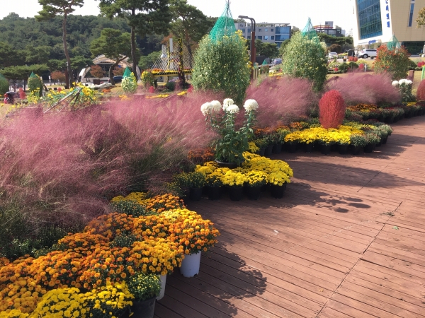 당진시청 일원에 활짝 핀 국화가 전시 준비를 마쳤다.