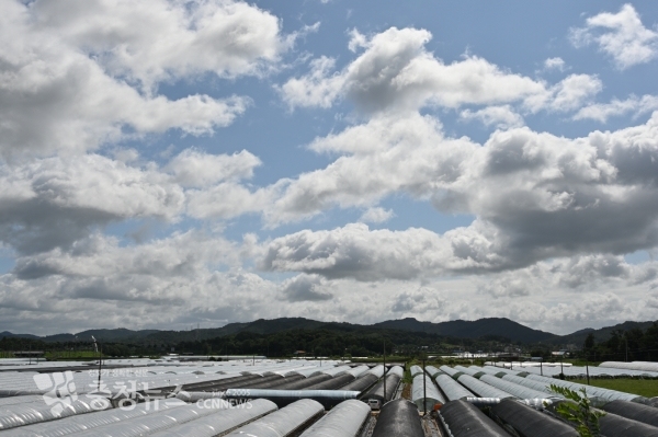 부여군 정동리 원예하우스 단지 전경