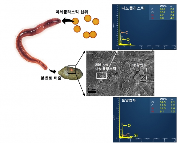 지렁이에 의해 작게 쪼개진 나노플라스틱 배출 규명 모식도.