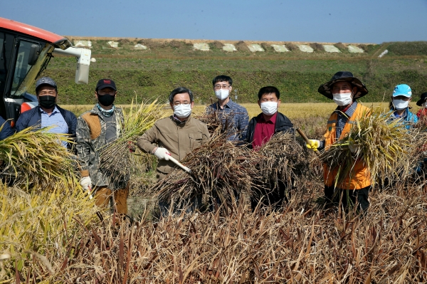 '얼쑤 서천'  논 그림 조성지 벼 베기 행사에 참여한 노박래 서천군수 모습