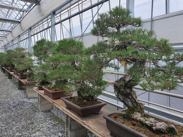 국립세종수목원 분재원.