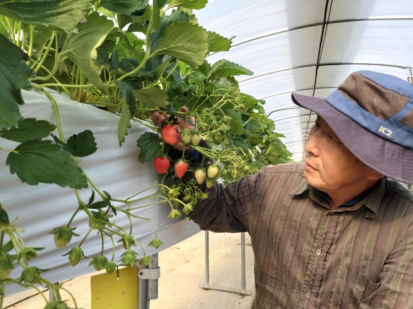 순성면 이호성 농가에서 첫 딸기 수확을 시작했다.