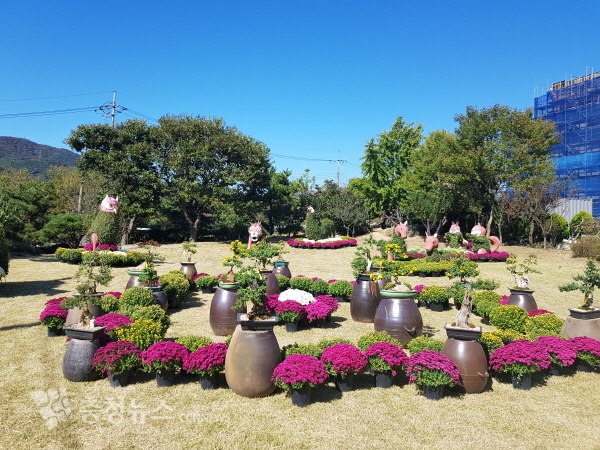 홍성농업기술센터 내 국화 전시