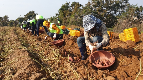 길정섭 본부장과 농촌사랑 봉사단은 대호지면 고구마 수확 현장에서 부족일손을 도우며 농촌봉사활동을 펼쳤다