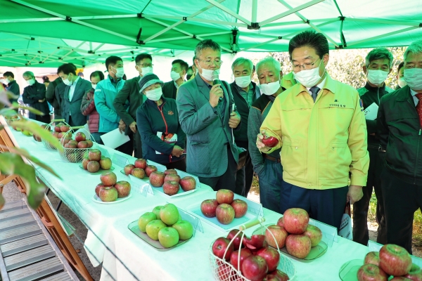28일 김홍장 당진시장이 당진시에서 생산된 19종의 사과 전시를 둘러보고 있다.