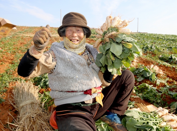태안읍 장산리 한 농가에서 총각무(알타리무)를 수확하고 있는 모습.
