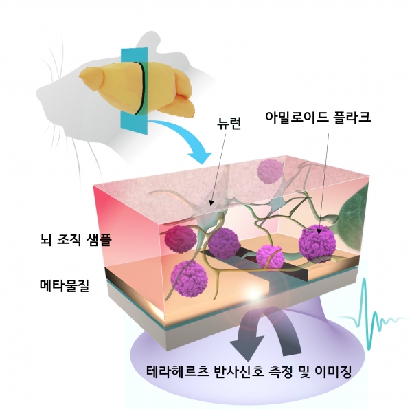 메타물질을 이용한 고민감도 비표지 테라헤르츠 생체 이미징 기술 모식도.