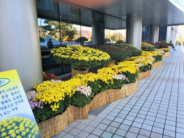8일까지 천안시청 민원동, 의회동 앞 야외 공간에서 열리는 국화전시회