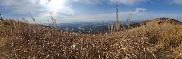 보령 오서산 억새