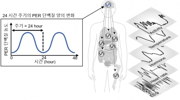 자가 음성피드백 루프에 의해서 세포 내 PER 단백질의 양은 24시간 주기로 증감한다.