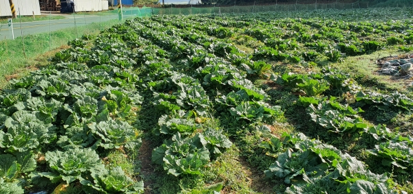 김장채소 적기수확․저장요령 홍보