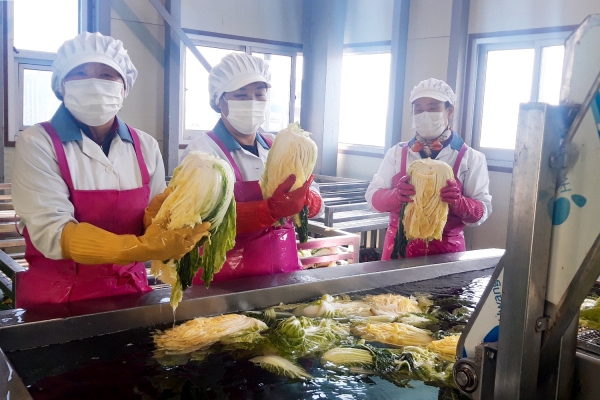 속이 꽉 찬 배추를 절이는 모습