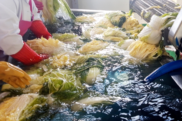 속이 꽉 찬 배추를 절이는 모습