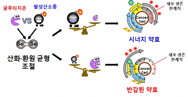 암세포에서 디셀레나이드 나노약물전달체의 분해기전에 따른 산화⦁환원 균형 조절과 항암제 약효의 영향.