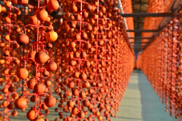 양촌면 곶감 덕장 모습