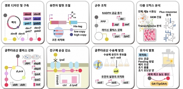 고농도의 글루타르산 생성능을 가지는 코리네박테리움 글루타미쿰의 제작을 위한 시스템 대사공학 전략.