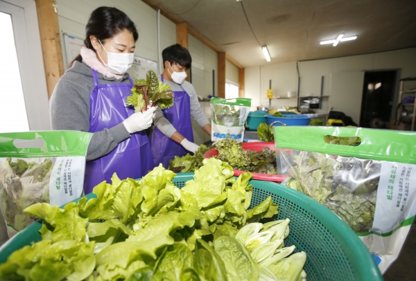 태안읍 남산리 서유채농장의 채소 재배 모습.